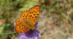 Dostojka adype (Argynnis adippe)