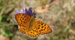 Dostojka adype (Argynnis adippe)