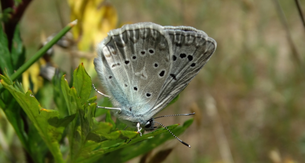 Modraszek dafnid (Polyommatus daphnis)