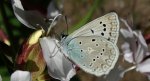Modraszek dafnid (Polyommatus daphnis)