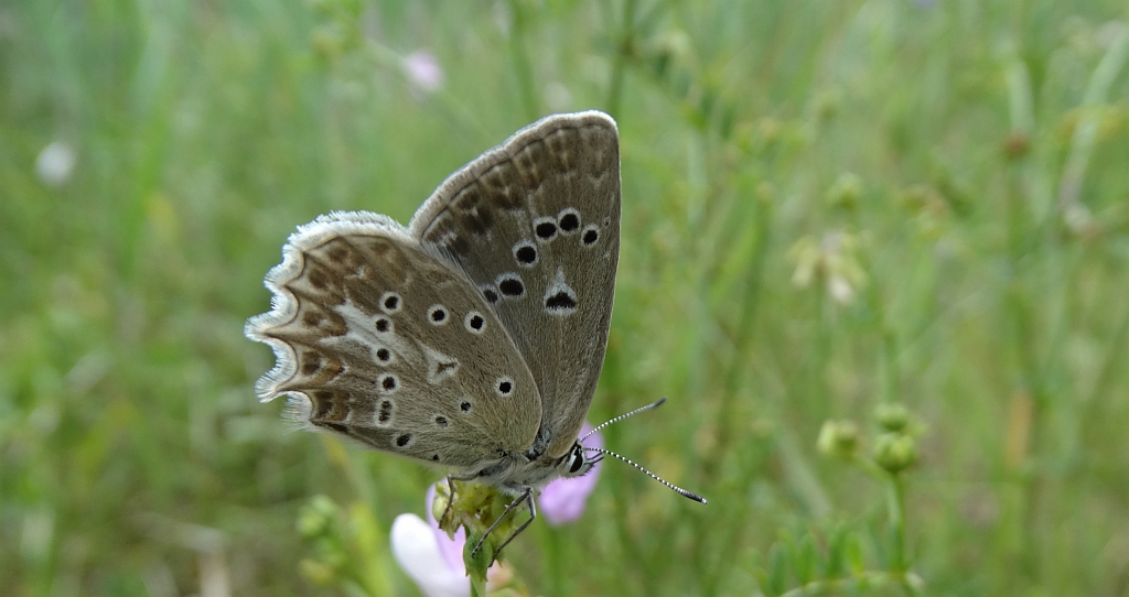 Modraszek dafnid (Polyommatus daphnis)