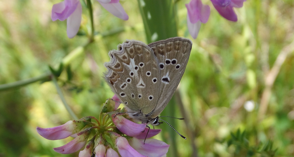 Modraszek dafnid (Polyommatus daphnis)