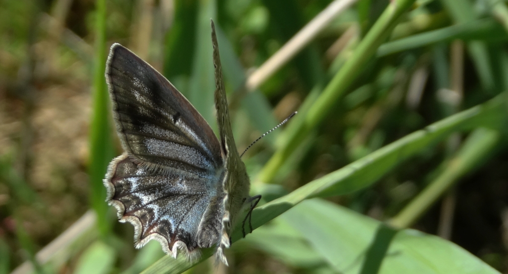 Modraszek dafnid (Polyommatus daphnis)