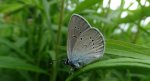 Modraszek semiargus (Polyommatus semiargus)