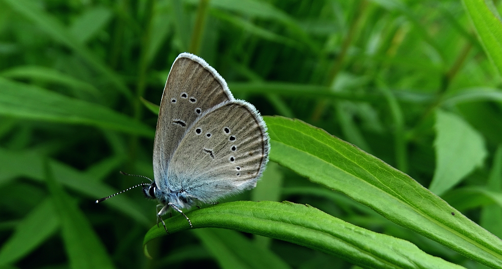Modraszek semiargus (Polyommatus semiargus)