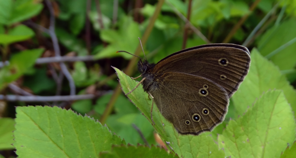 Przestrojnik trawnik (Aphantopus hyperantus)