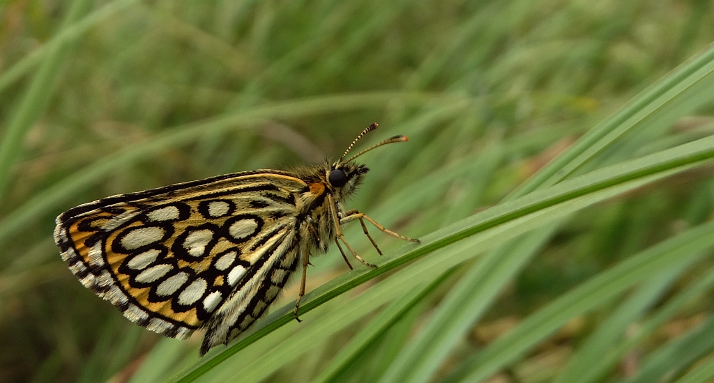 Rojnik morfeusz (Heteropterus morpheus)