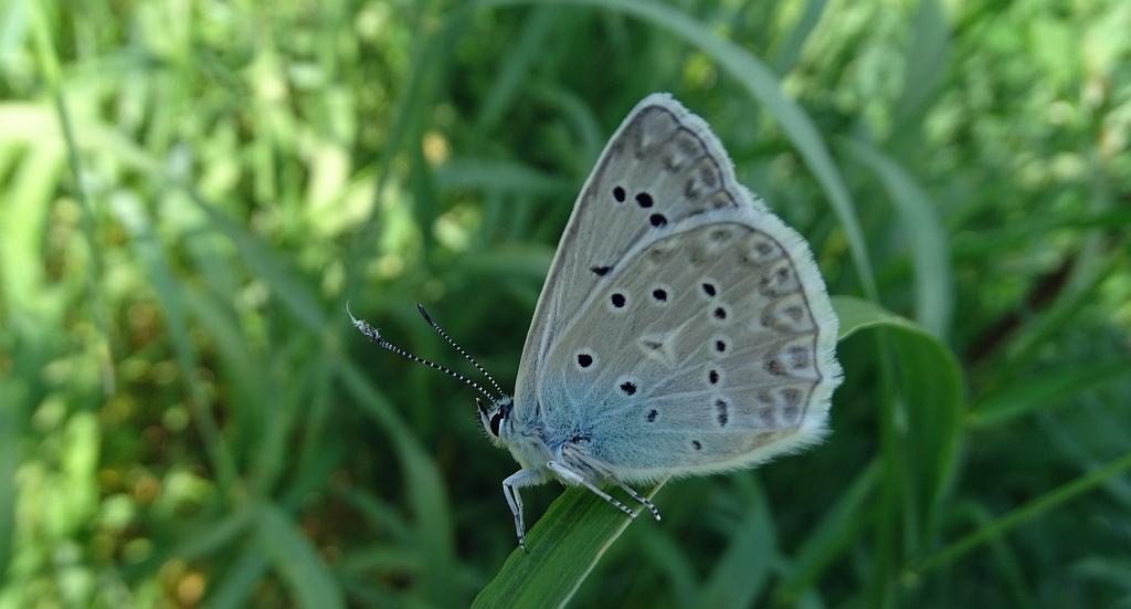 Modraszek dafnid (Polyommatus daphnis)