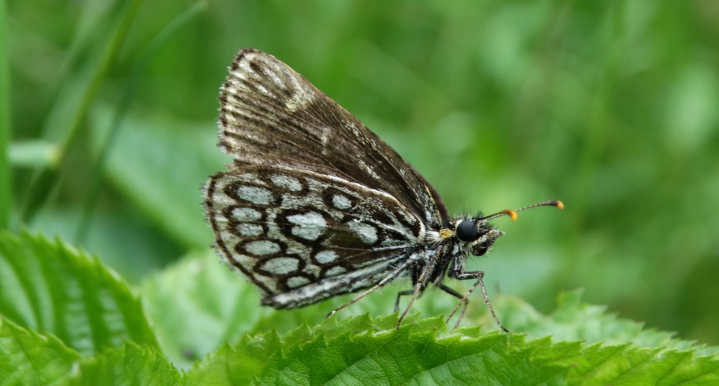 Rojnik morfeusz (Heteropterus morpheus)