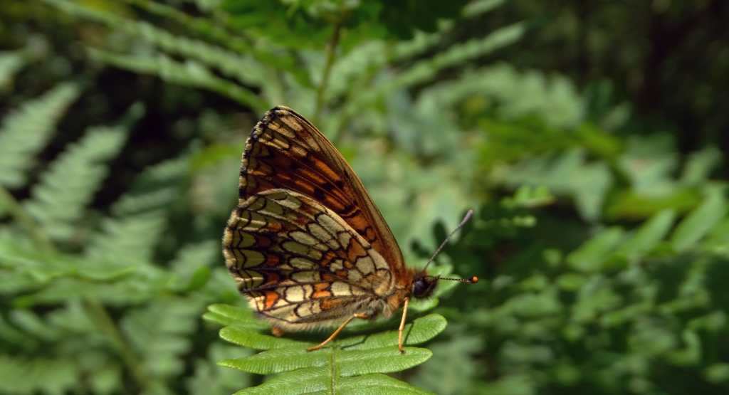Przeplatka atalia (Melitaea athalia)
