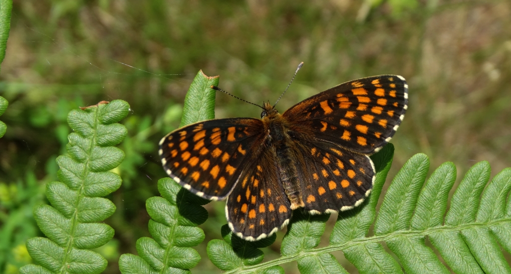 Przeplatka atalia (Melitaea athalia)