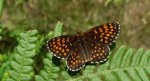 Przeplatka atalia (Melitaea athalia)