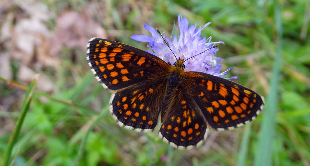Przeplatka atalia (Melitaea athalia)