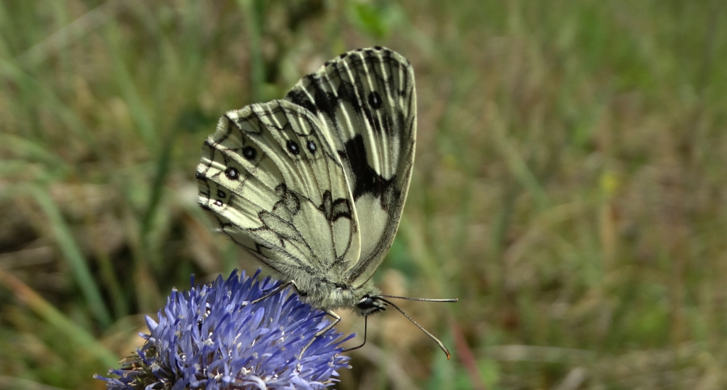 Polowiec szachownica (Melanargia galathea)