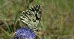 Polowiec szachownica (Melanargia galathea)
