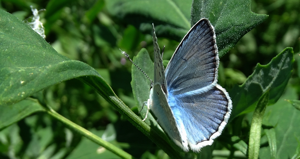 Modraszek dafnid (Polyommatus daphnis)