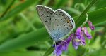 Modraszek amandus (Polyommatus amandus)