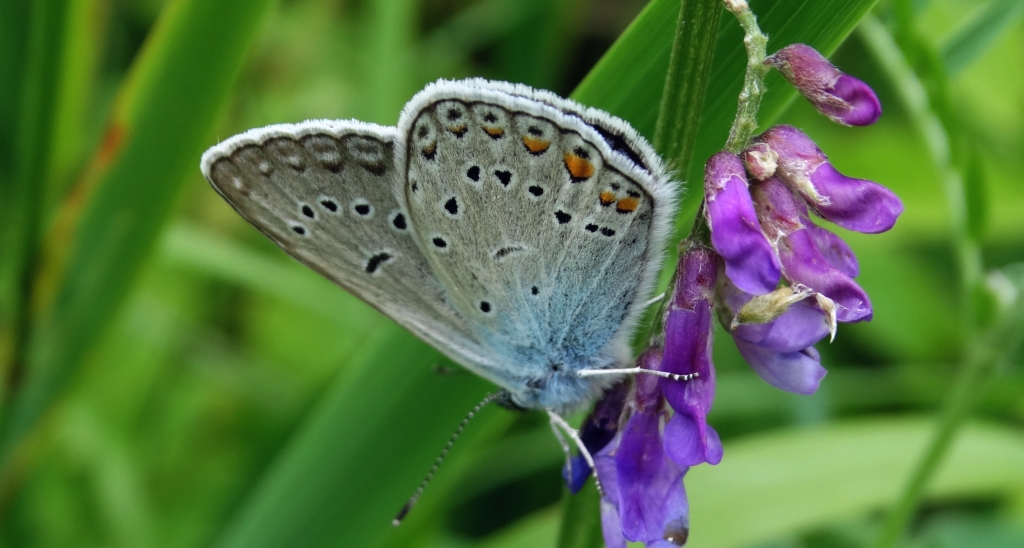 Modraszek amandus (Polyommatus amandus)