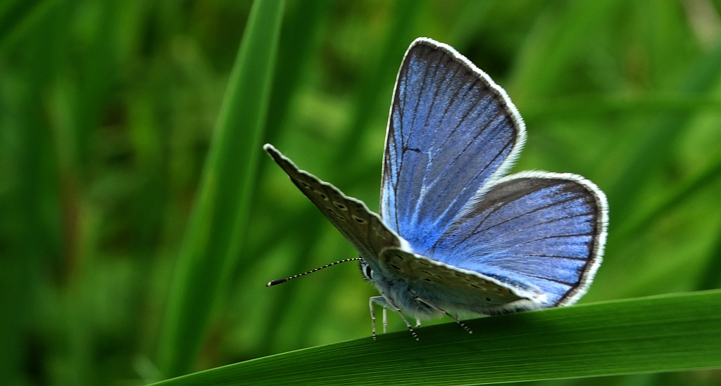 Modraszek amandus (Polyommatus amandus)