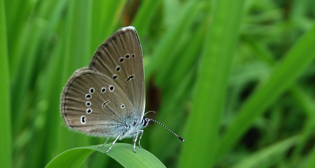 Modraszek semiargus (Polyommatus semiargus)
