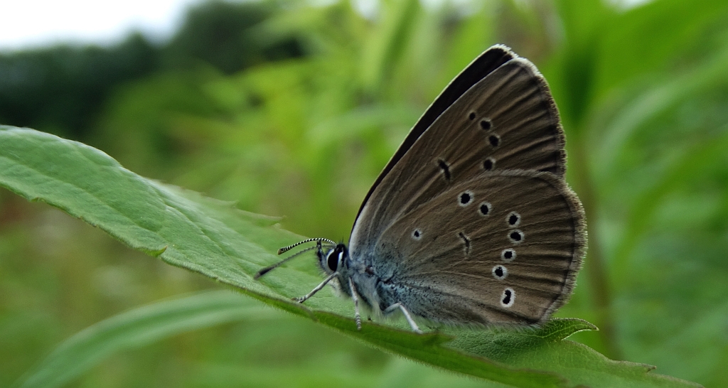 Modraszek semiargus (Polyommatus semiargus)