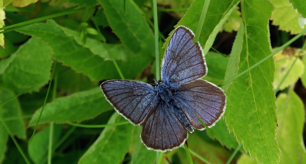 Modraszek semiargus (Polyommatus semiargus)