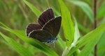 Modraszek semiargus (Polyommatus semiargus)