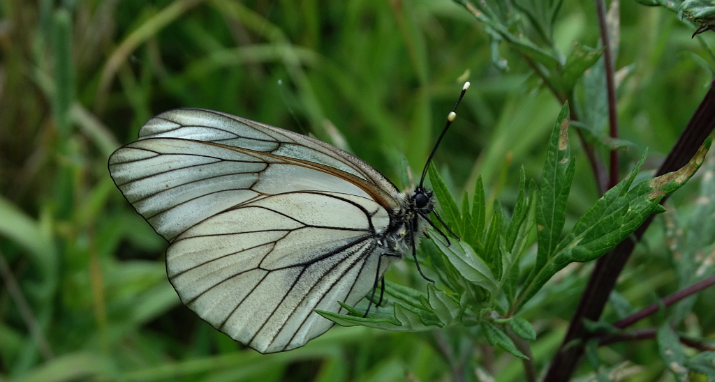 Niestrzęp głogowiec (Aporia crataegi)