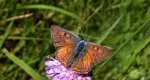 Czerwończyk zamgleniec (Lycaena alciphron)