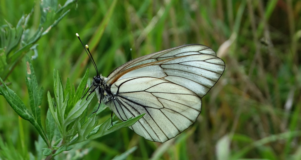 Niestrzęp głogowiec (Aporia crataegi)