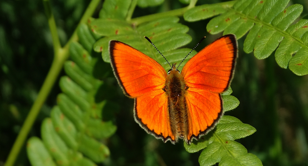 Czerwończyk dukacik (Lycaena virgaureae)