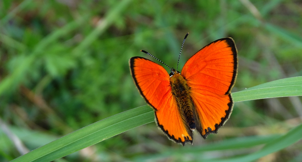 Czerwończyk dukacik (Lycaena virgaureae)