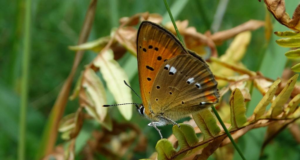 Czerwończyk dukacik (Lycaena virgaureae)