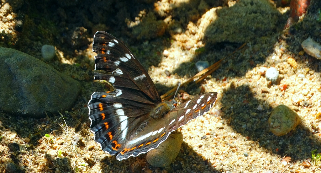 Pokłonnik osinowiec (Limenitis populi)