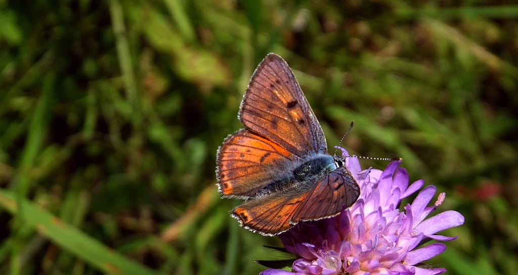 Czerwończyk zamgleniec (Lycaena alciphron)