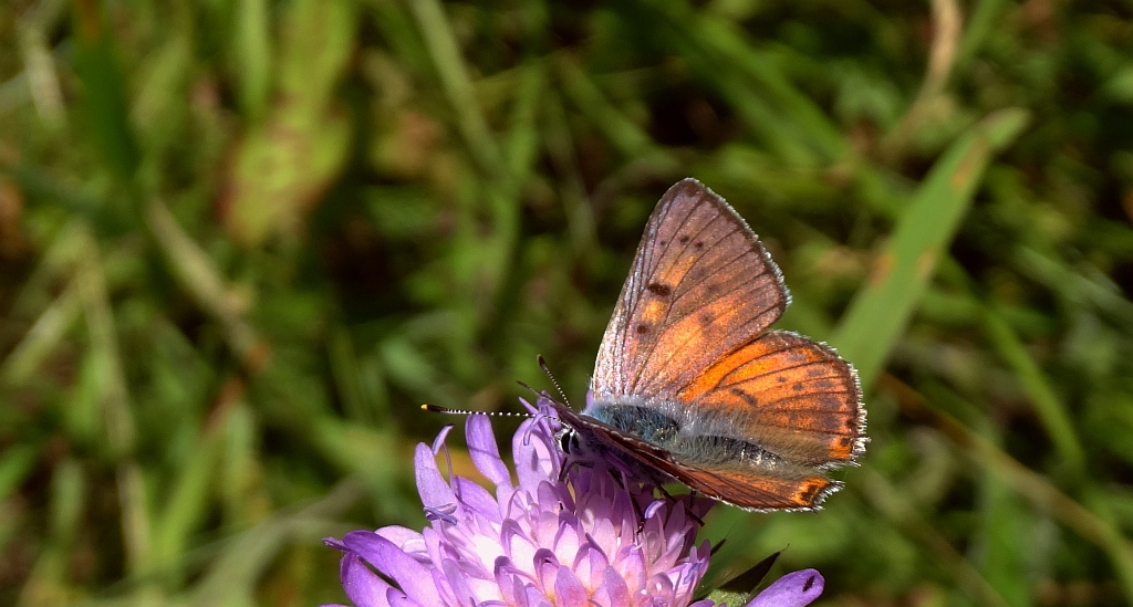 Czerwończyk zamgleniec (Lycaena alciphron)
