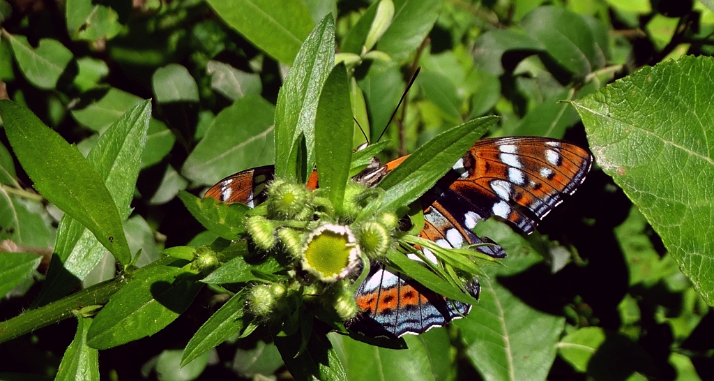 Pokłonnik osinowiec (Limenitis populi)