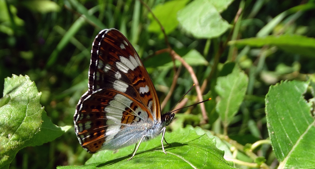 Pokłonnik kamilla, pokłonnik wróż (Limenitis camilla)