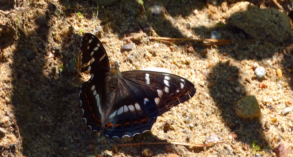 Pokłonnik osinowiec (Limenitis populi)