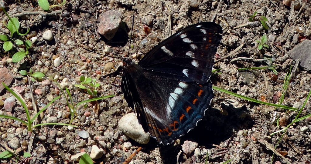 Pokłonnik osinowiec (Limenitis populi)