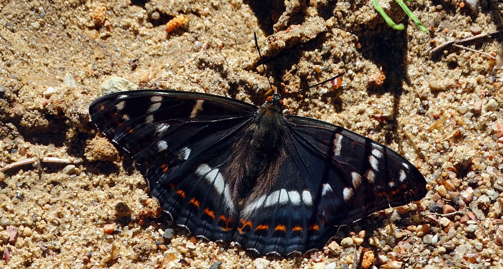 Pokłonnik osinowiec (Limenitis populi)