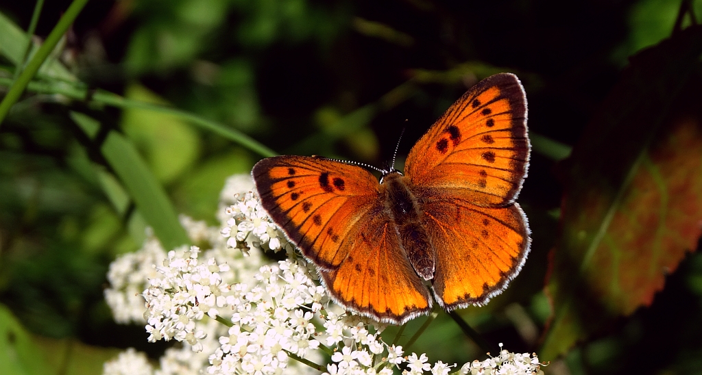 Czerwończyk nieparek, czerwończyk większy (Lycaena dispar)