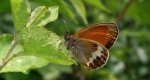 Strzępotek perełkowiec (Coenonympha arcania)