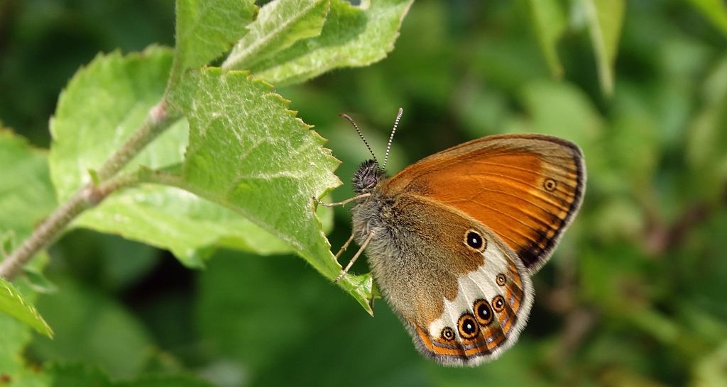 Strzępotek perełkowiec (Coenonympha arcania)