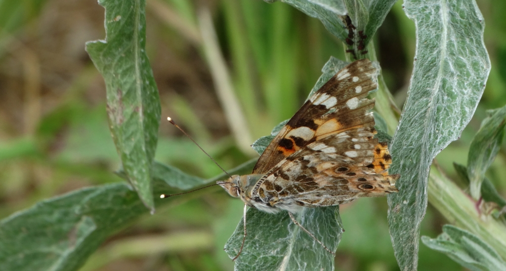 Rusałka osetnik (Vanessa cardui, syn. Cynthia cardui)