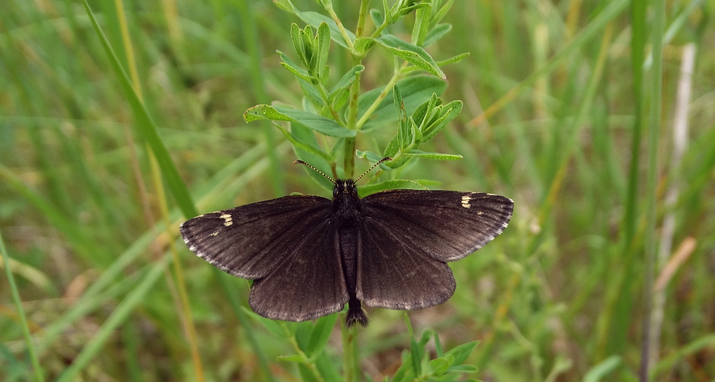 Rojnik morfeusz (Heteropterus morpheus)