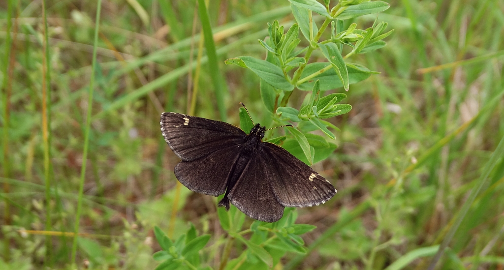 Rojnik morfeusz (Heteropterus morpheus)