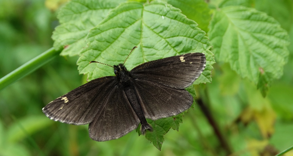 Rojnik morfeusz (Heteropterus morpheus)