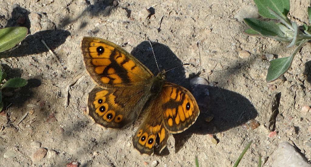 Osadnik megera (Lasiommata megera)