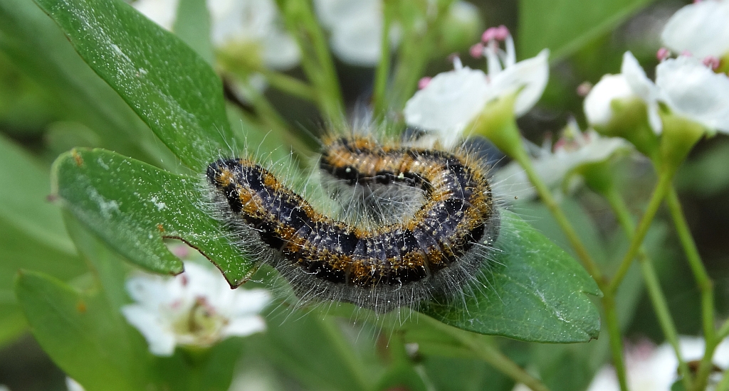 Niestrzęp głogowiec (Aporia crataegi)